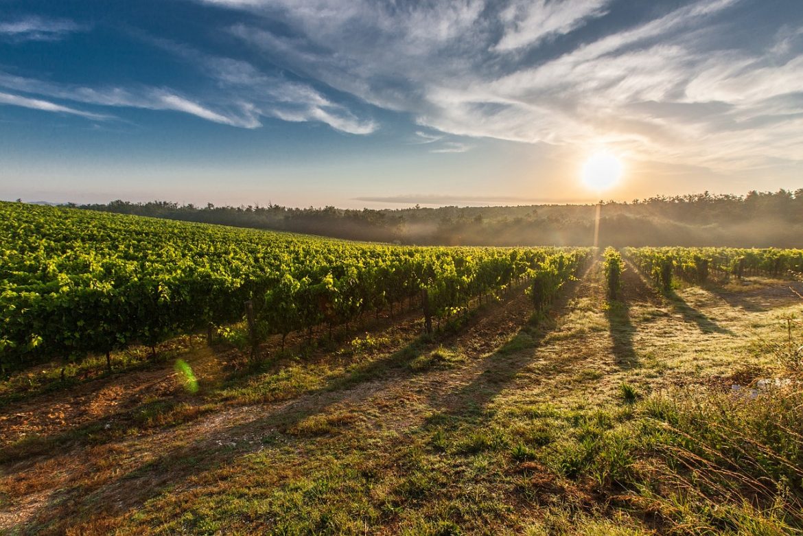 Escapade in Lombardia tra le Vigne: Relax e Alta Cucina dalla Brianza alla Franciacorta