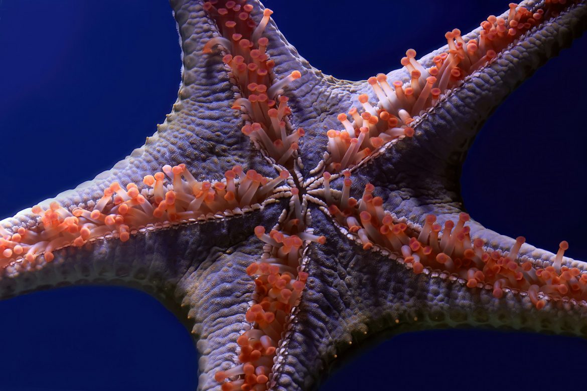 Scoperto il responsabile dell’epidemia che ha ucciso oltre 5 miliardi di stelle marine